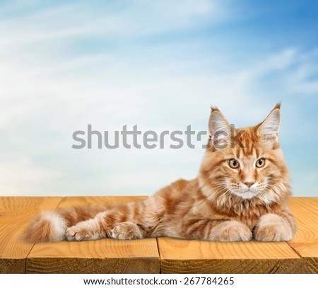 Adorable. Portrait of brown-eyed cat isolated on white background