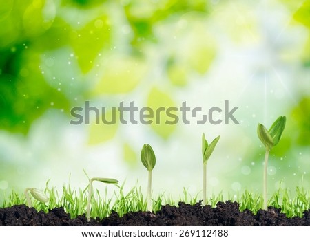 Plant. Plant germination and growth - love for nature concept with heart shaped seedling