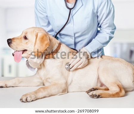 Dog. Veterinary treatment - lovely Maltese dog and friendly veterinary