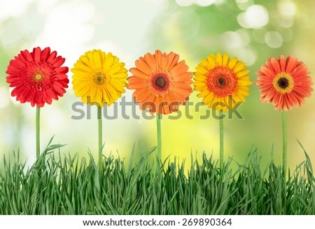 Flower. Five daisies isolated against white background XXL