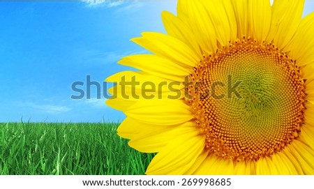 Sunflower. Beautiful sunflower isolated on white background