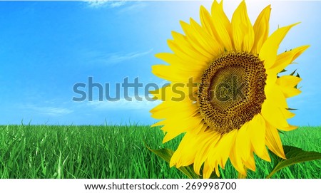 Sunflower. Beautiful sunflower, isolated on white background