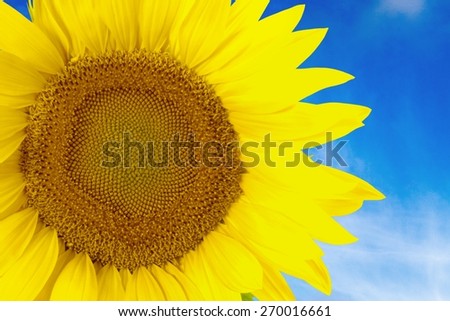 Sunflower, Sun, Single Flower.