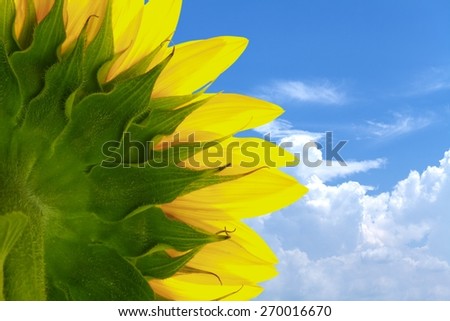 Sunflower. Beautiful sunflower against blue sky