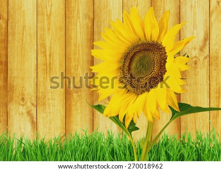 Sunflower. Beautiful sunflower, isolated on white background
