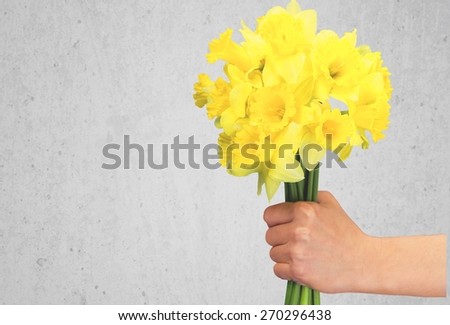 Daffodil, Human Hand, Bouquet.
