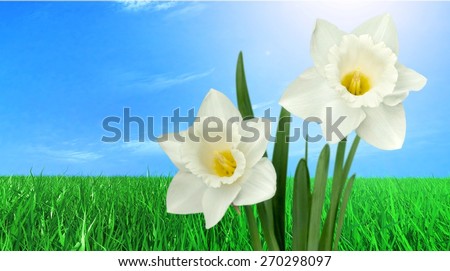 Daffodil. Yellow daffodil isolated