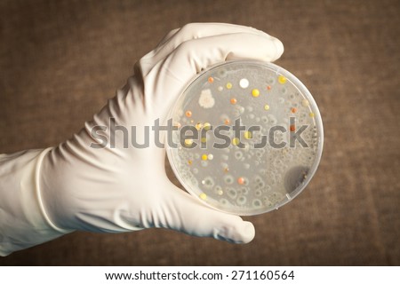 Anthrax, Bacterium, Petri Dish.