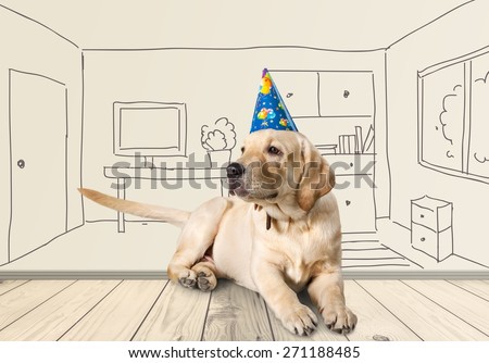 Birthday. A golden retriever puppy wearing a happy birthday hat.