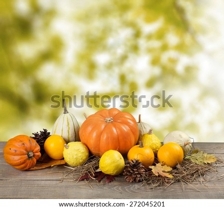 Acorn squash. Assorted pumpkins and squashes on rustic wooden boards with an shinning autumn backdrop