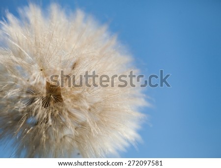 Dandelion. Dandelion blowball and flying seeds
