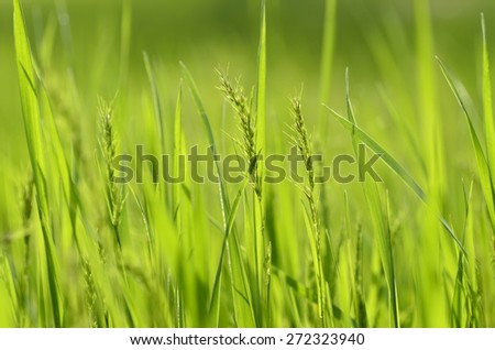 Grass. Raindrops on blades of grass