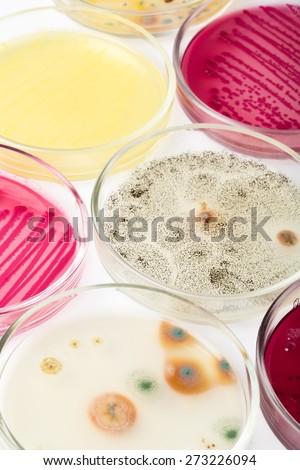 Bacterium, chemistry, forensic science.