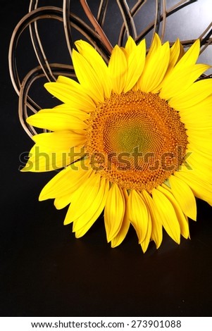 Sunflower. Flowers: Sunflower
