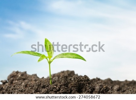Growth, Gardening, Seedling.