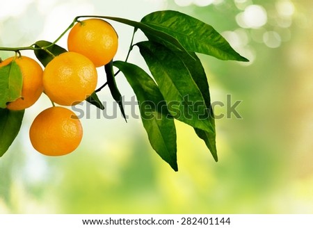 Orange Tree, Orange, Fruit.
