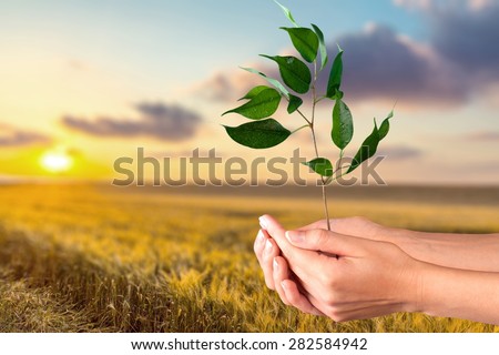 Tree, Human Hand, Plant.