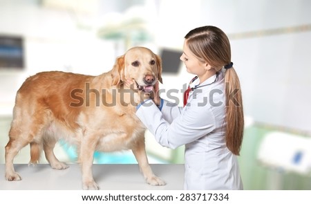 Dog, Golden Retriever, Pets.
