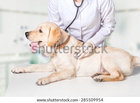 Dog, veterinarian, white.