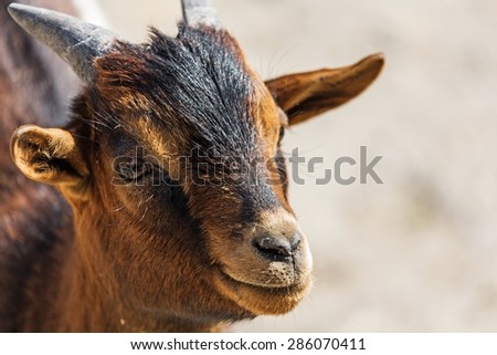 Goat, smile, outdoor.