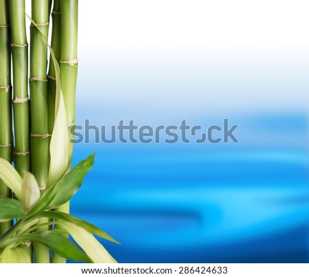 Bamboo Shoot, Bamboo, Zen-like.