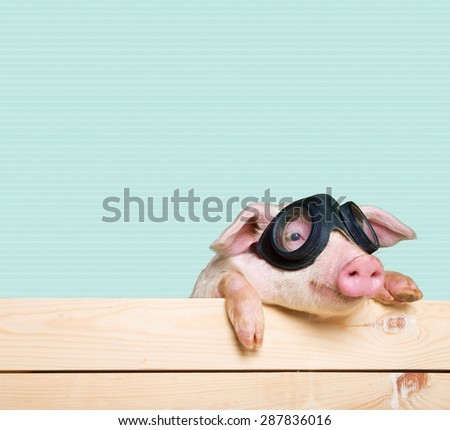 Animals, pig, piglet with flying goggles