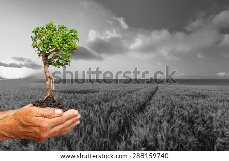 Tree, Human Hand, Growth.