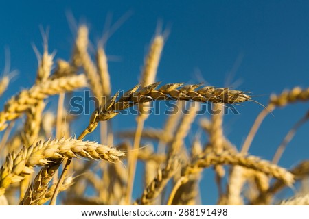 Wheat, Agriculture, Cereal Plant.