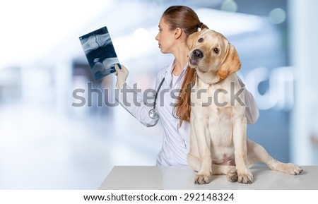 Vet, dog, veterinarian.