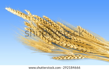 Wheat, Cereal Plant, Oat.