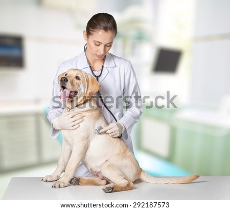 Dog, veterinarian, white.