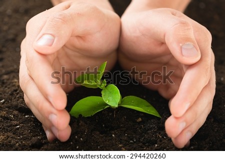 Tree, Planting, Human Hand.