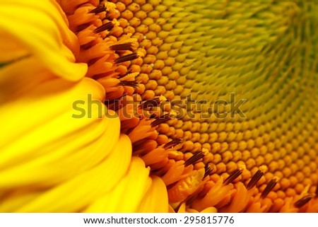 Sunflower, Single Flower, Flower.