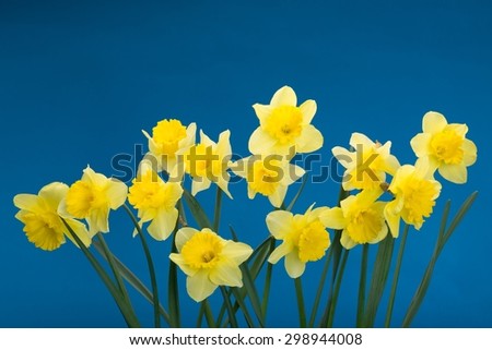 Daffodil, Easter, Isolated.