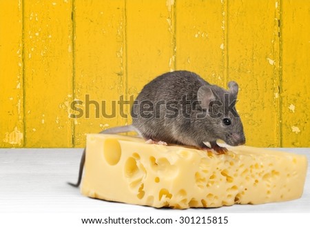 Mouse, Cheese, Incentive.