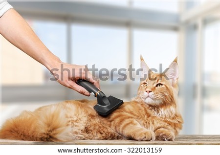 Cat grooming.