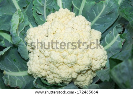 Cauliflower in a vegetable garden.