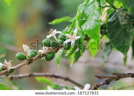 White Coffee flowers and ripe coffee beans on branch with water drop.
