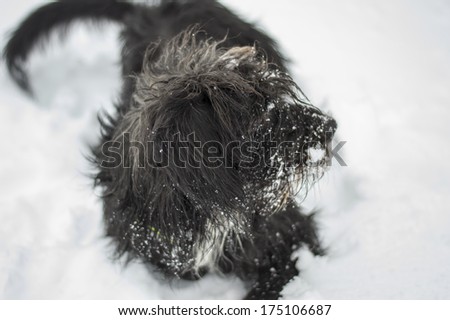 Black dog covered in snow