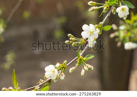The blossoming cherry tree in sunny spring day