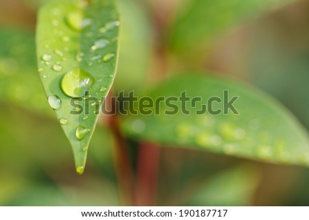 leaf and water drops on it background
