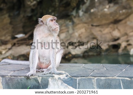 One monkey sitting on a rock bar