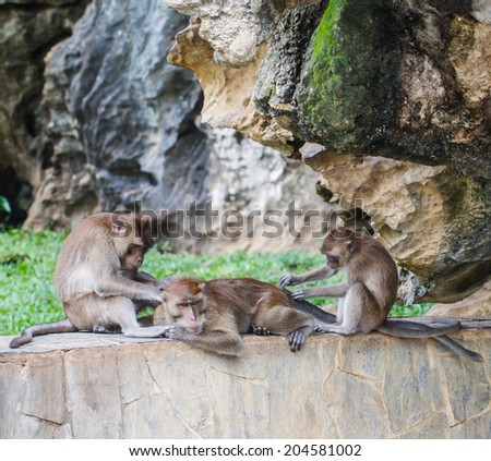 Monkey sitting on a rock bar
