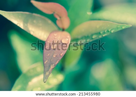 leaf and water drops on it background