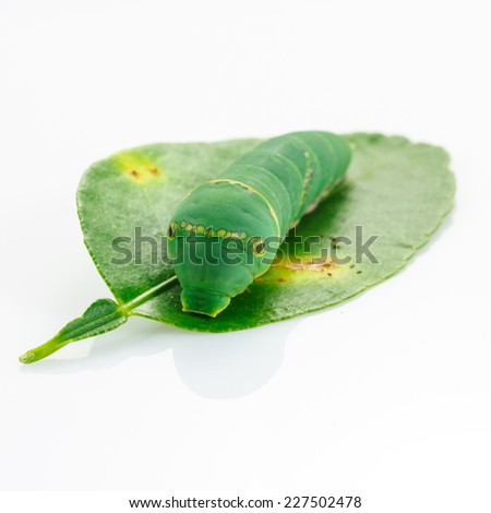 Green worm on white background.