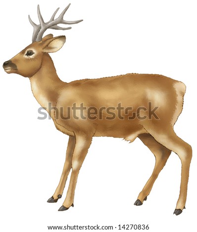 Brown Deer