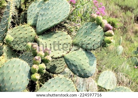 Prickly pear cactus plant ( opuntia ficus-indica)