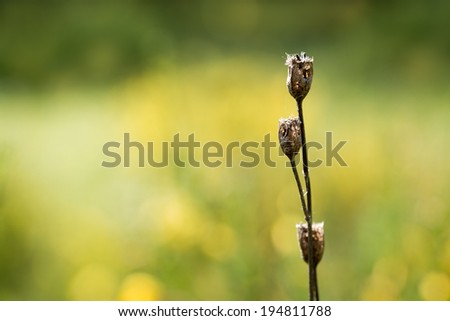 Withered plants