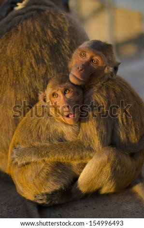 2 monkey hug each other on sun light