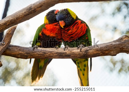Two parrots or love birds in love kiss each other while perched on a tree.